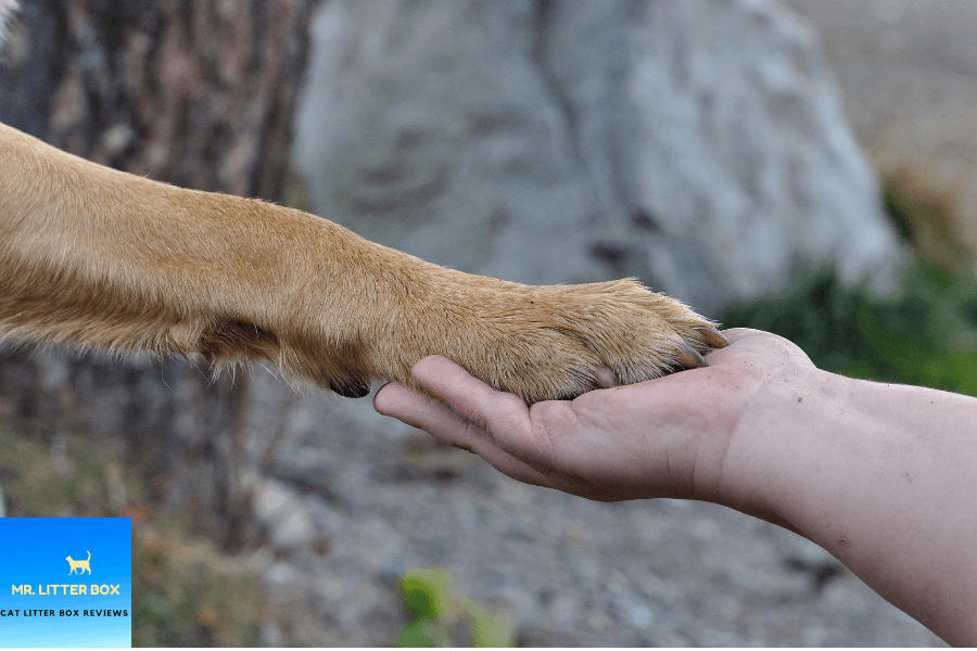 A hand holding a paw