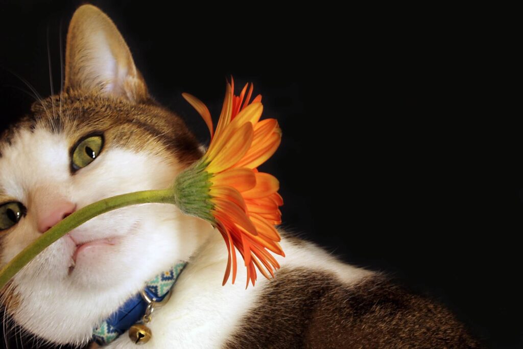 Cat smelling a single flower