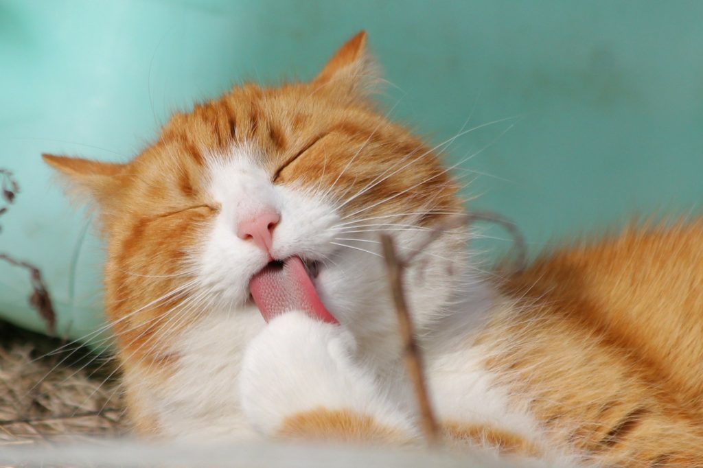 Cat licking herself