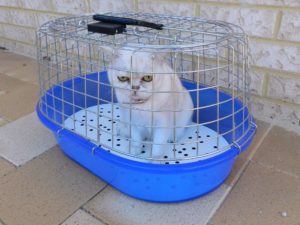 portable litter box
