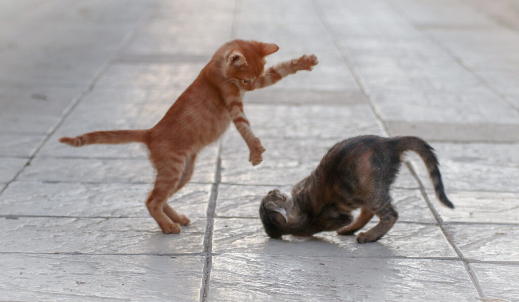 playful cats