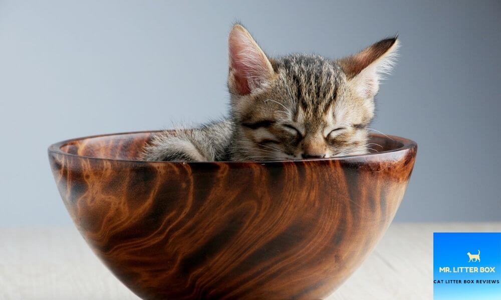 Kitten in bowl