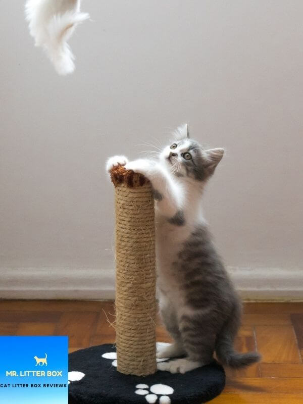 Cat at a scratching post