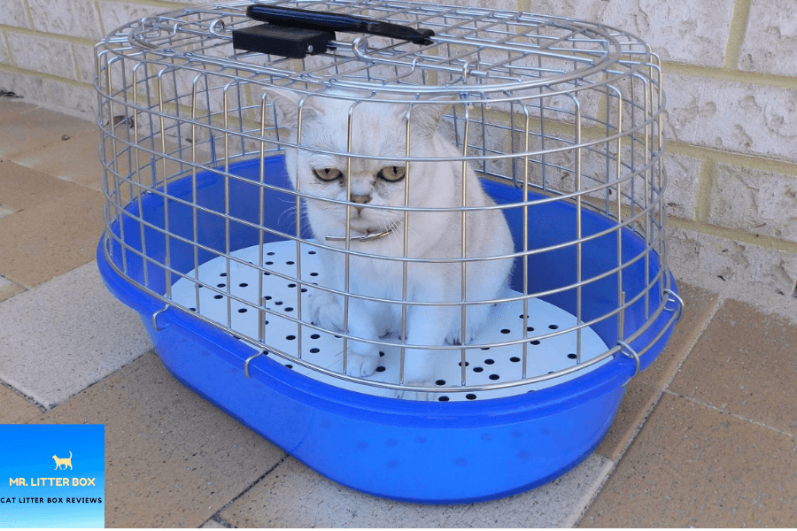 Cat inside a caged litter box