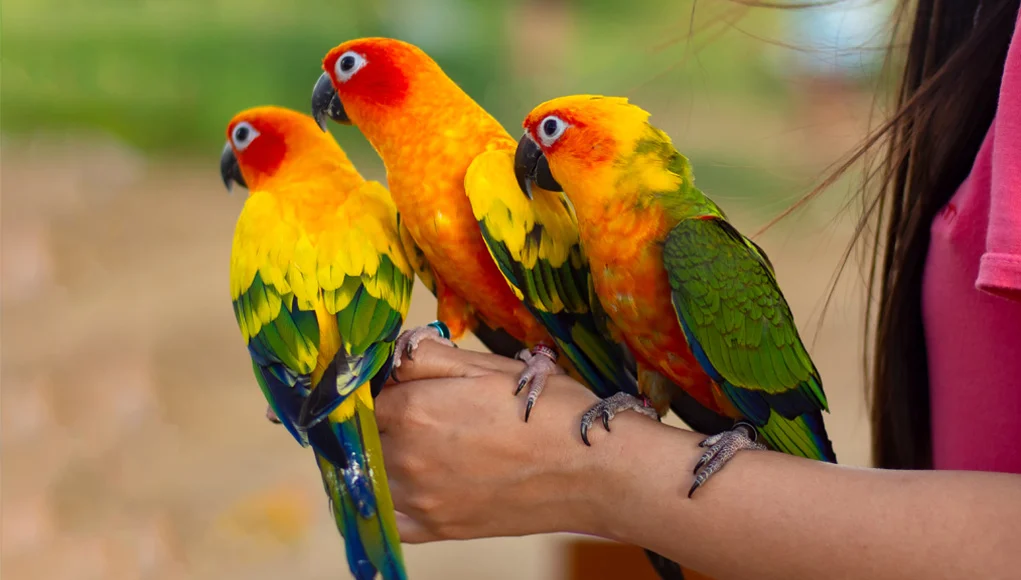 The Fascinating World of Pet Birds: Feathers, Friends, and Fun