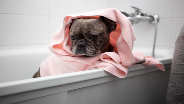 6 Benefits Of Using Microfiber Towels To Dry Your Dog