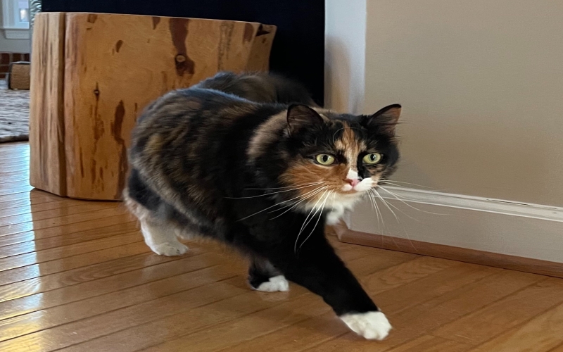 Crafting a Purr-fect Resume: Litter-ally Landing Your Dream Job in the Feline Industry