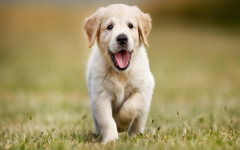 What to Look for When Researching Puppies for Sale Near You